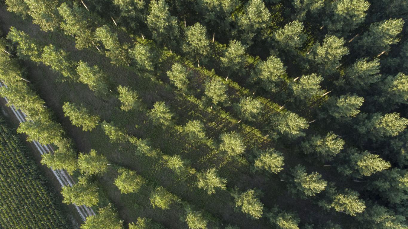 Peupleraie vue du ciel