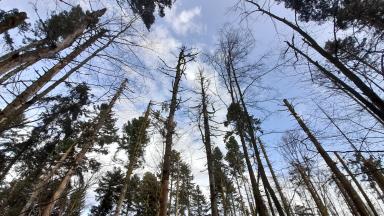 Santé des Forêts 2024