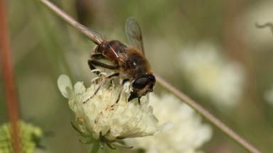 insecte pollinisateur