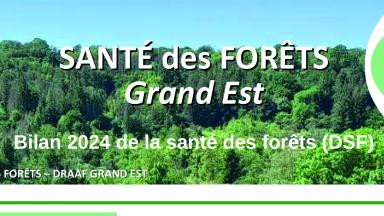 Bilan santé des forêts 2024