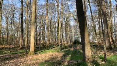 Forêt de Hez