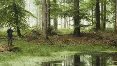 Santé des forêts
