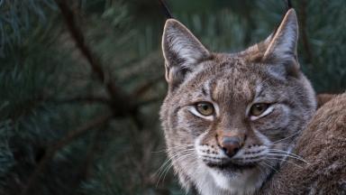 Lynx