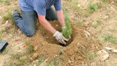Plantation