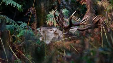Brame du cerf
