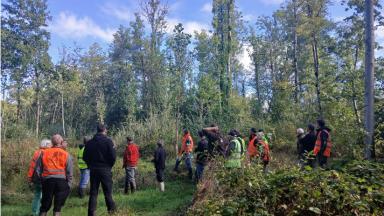 Après le frêne, le peuplier