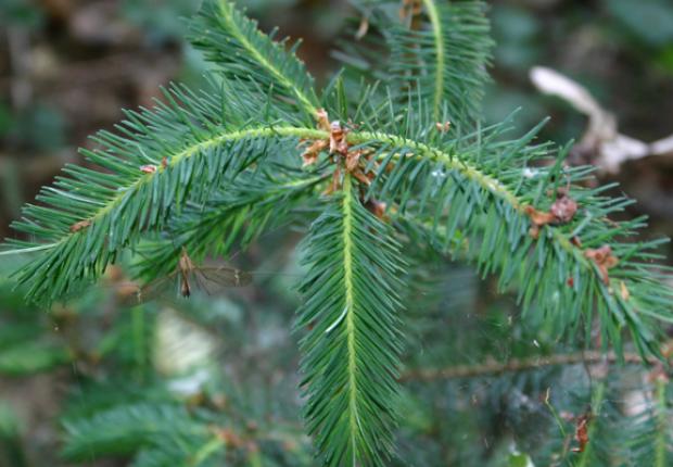 Jeune sapin de douglas