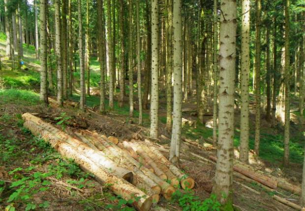 Coupe et exploitation