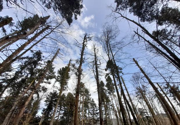 Santé des Forêts 2024