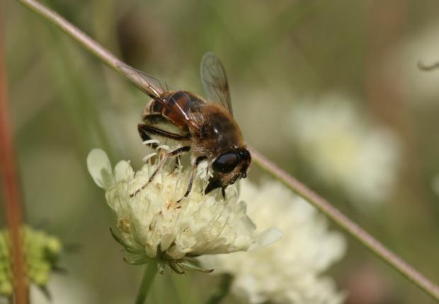 insecte pollinisateur