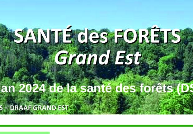 Bilan santé des forêts 2024