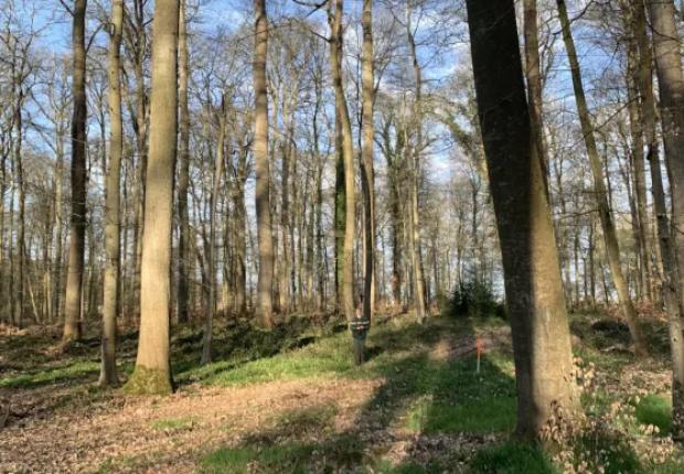 Forêt de Hez
