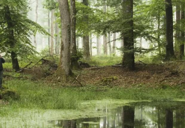 Santé des forêts