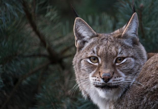 Lynx
