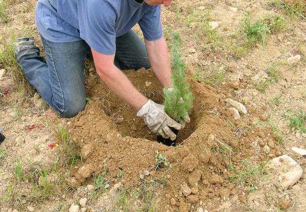Plantation