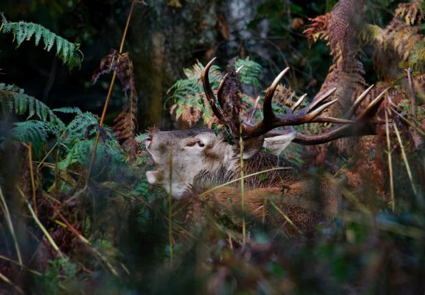 Brame du cerf