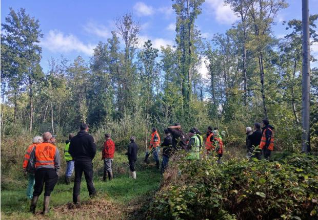 Après le frêne, le peuplier