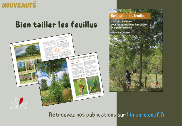 Bien tailler les feuillus