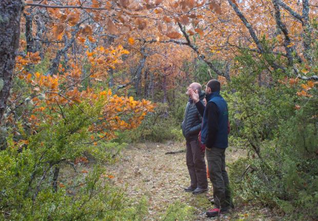 Conseil forestier