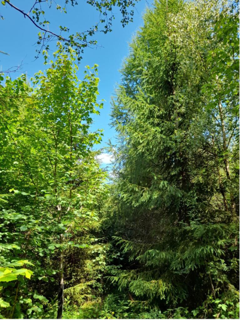 Plantation en plein mélangée