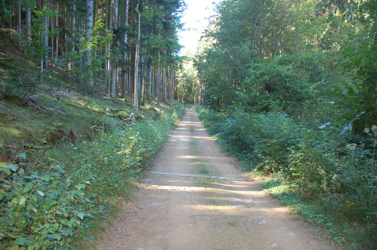 Route forestière