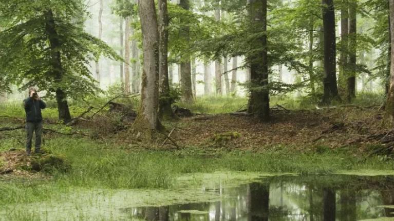 Santé des forêts