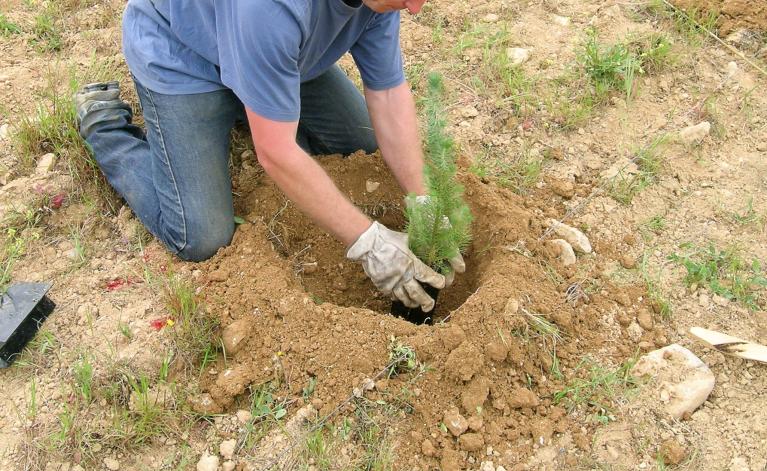 Plantation